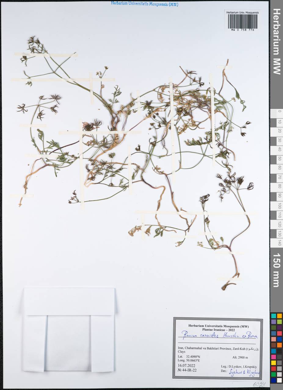 Elwendia caroides Boiss., South Asia, South Asia (Asia outside ex-Soviet states and Mongolia) (ASIA) (Iran)