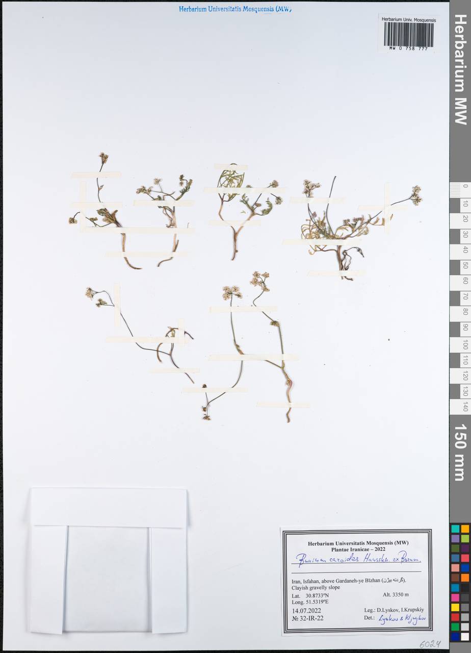 Elwendia caroides Boiss., South Asia, South Asia (Asia outside ex-Soviet states and Mongolia) (ASIA) (Iran)