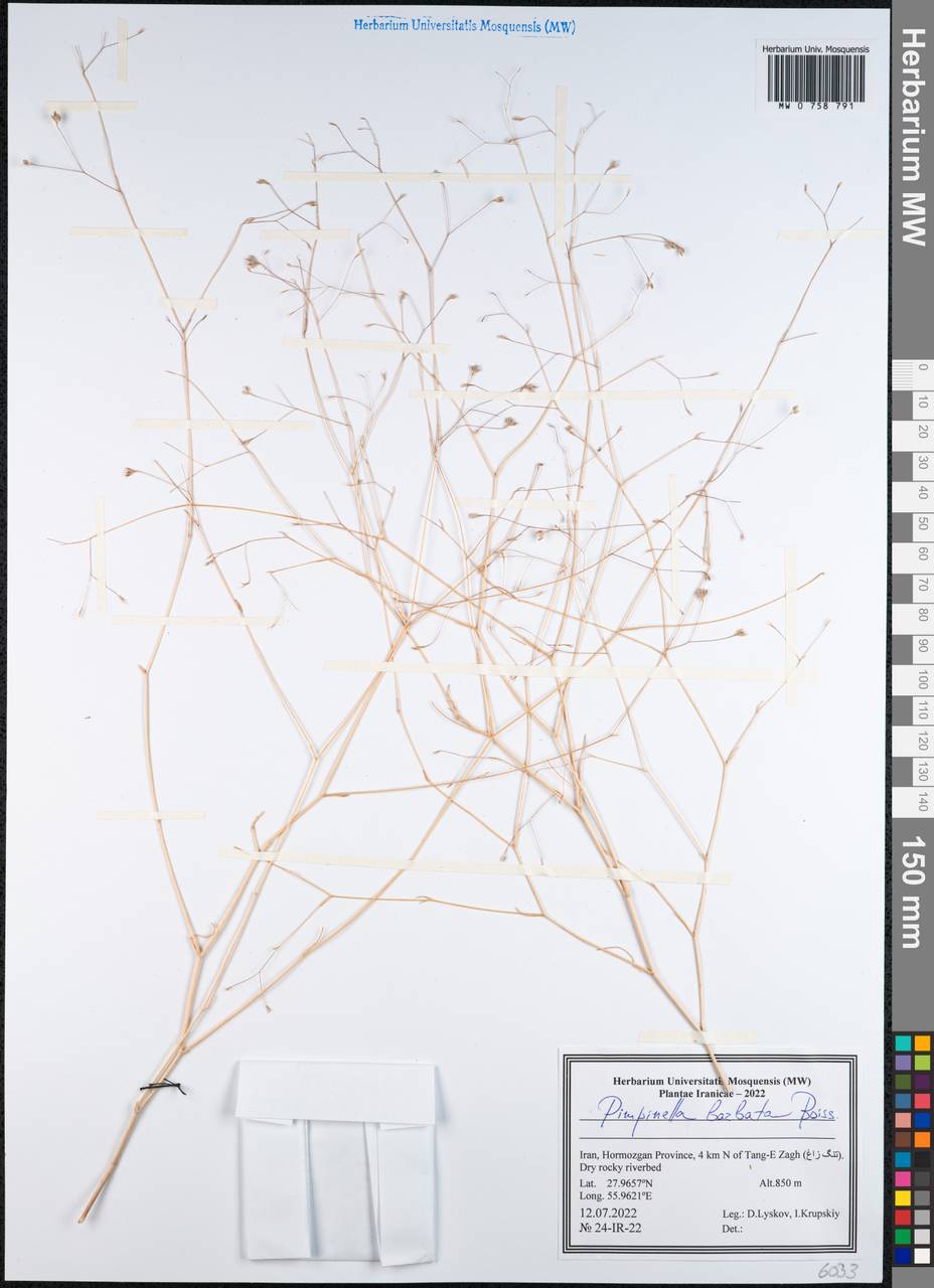 Pimpinella barbata (DC.) Boiss., South Asia, South Asia (Asia outside ex-Soviet states and Mongolia) (ASIA) (Iran)