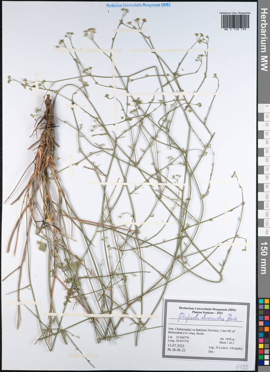 Pimpinella deverroides (Boiss.) Boiss., South Asia, South Asia (Asia outside ex-Soviet states and Mongolia) (ASIA) (Iran)