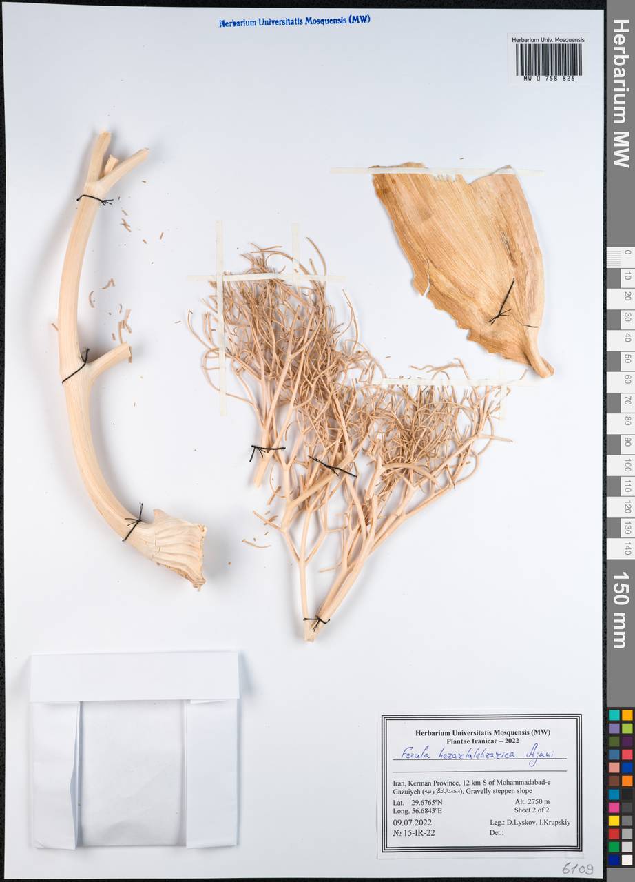 Ferula hezarlalehzarica Ajani, South Asia, South Asia (Asia outside ex-Soviet states and Mongolia) (ASIA) (Iran)