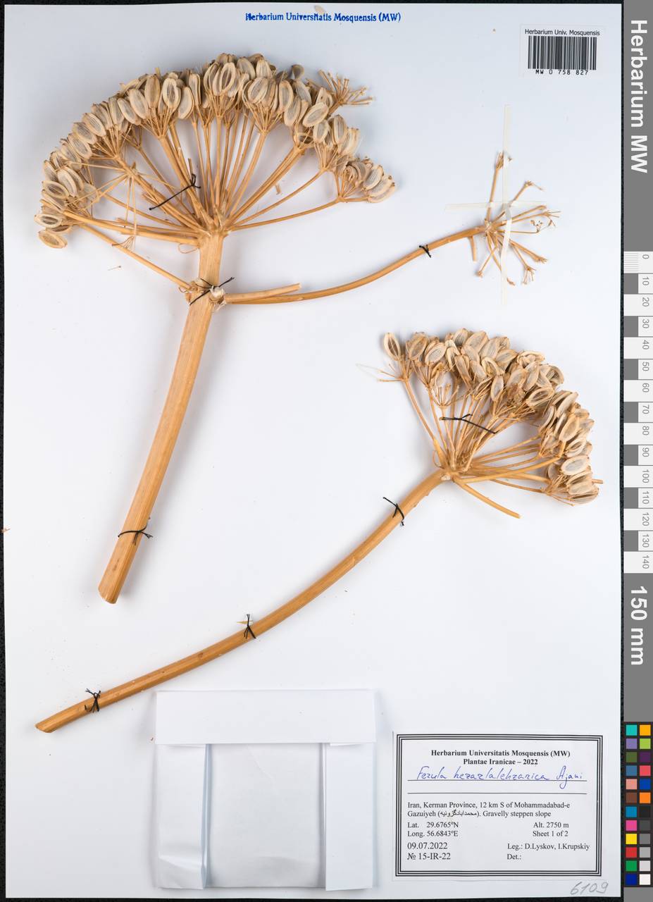 Ferula hezarlalehzarica Ajani, South Asia, South Asia (Asia outside ex-Soviet states and Mongolia) (ASIA) (Iran)