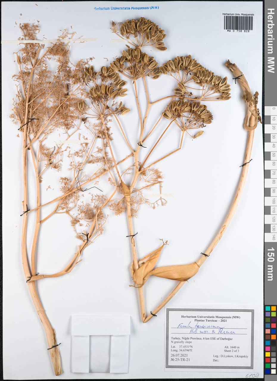 Ferula tenuissima Hub.-Mor. & Peşmen, South Asia, South Asia (Asia outside ex-Soviet states and Mongolia) (ASIA) (Turkey)