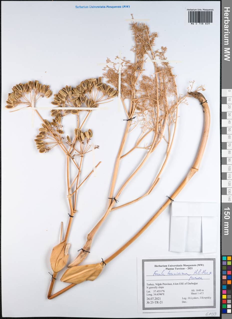 Ferula tenuissima Hub.-Mor. & Peşmen, South Asia, South Asia (Asia outside ex-Soviet states and Mongolia) (ASIA) (Turkey)