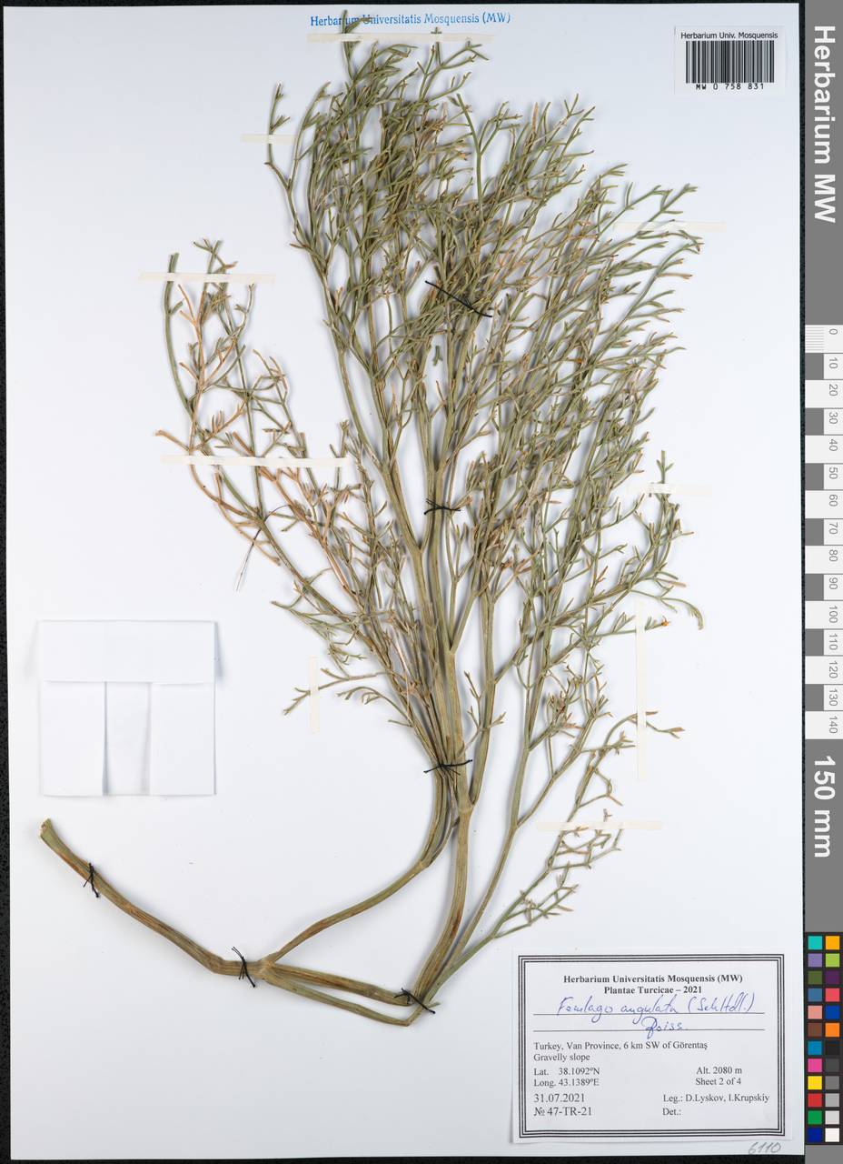 Ferulago angulata (Schltdl.) Boiss., South Asia, South Asia (Asia outside ex-Soviet states and Mongolia) (ASIA) (Turkey)