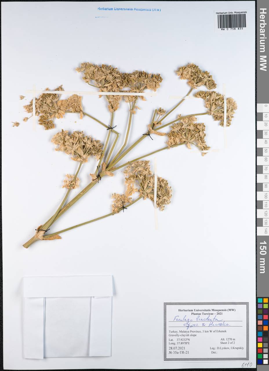 Ferulago bracteata Boiss. & Hausskn., South Asia, South Asia (Asia outside ex-Soviet states and Mongolia) (ASIA) (Turkey)