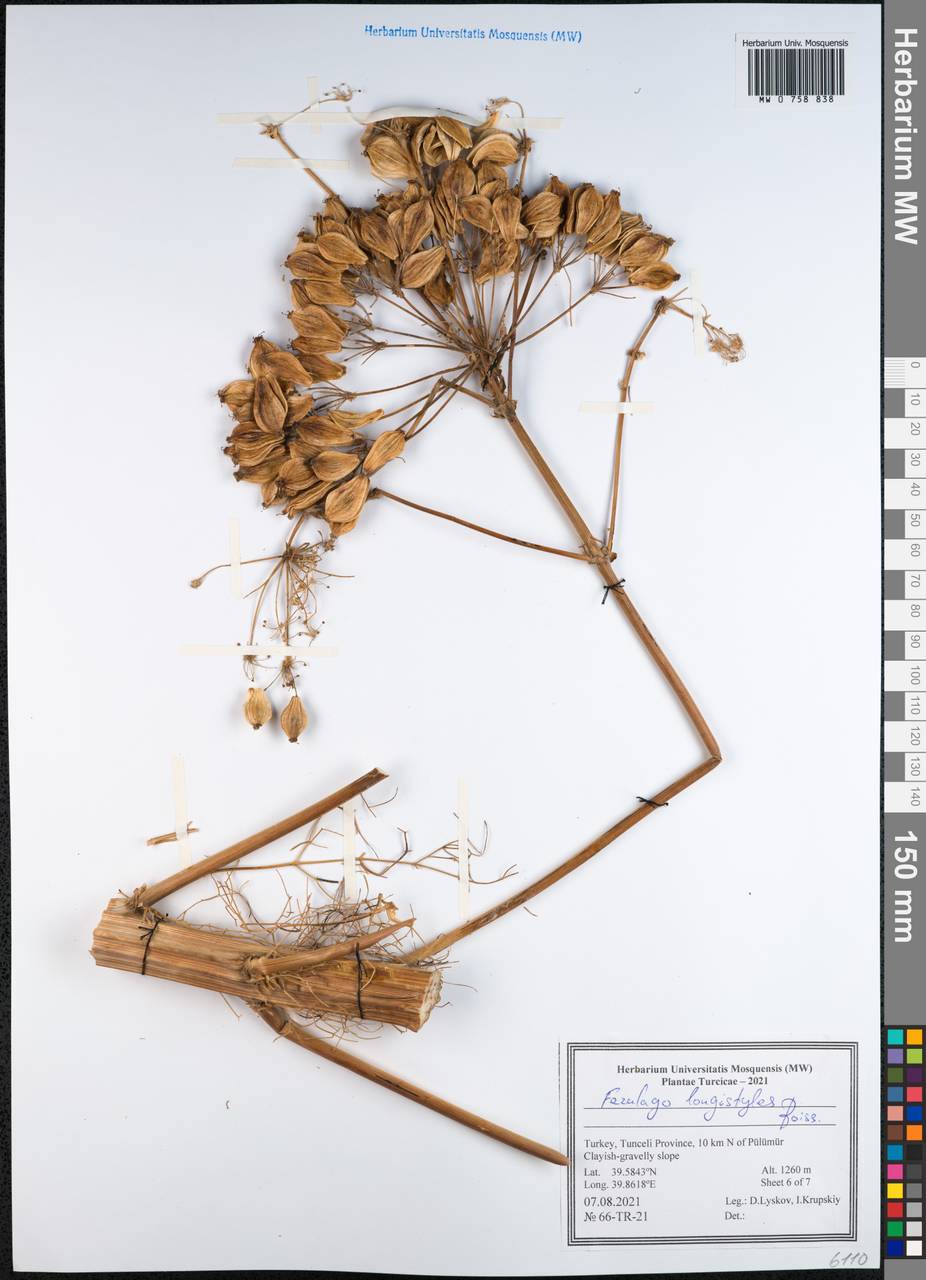 Prangos longistylis (Boiss.) Pimenov & Kljuykov, South Asia, South Asia (Asia outside ex-Soviet states and Mongolia) (ASIA) (Turkey)