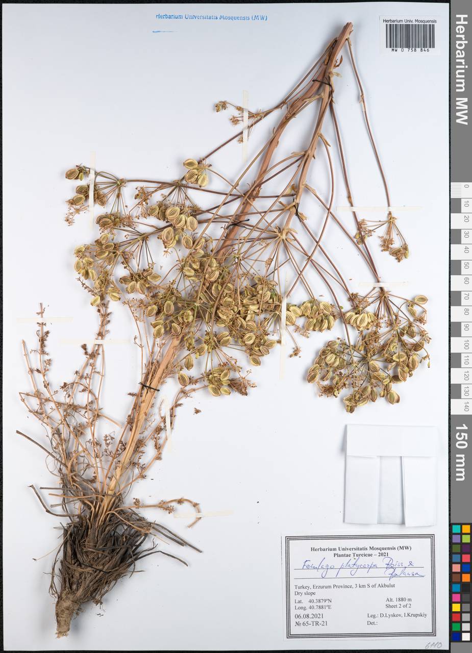 Ferulago platycarpa Boiss. & Balansa, South Asia, South Asia (Asia outside ex-Soviet states and Mongolia) (ASIA) (Turkey)