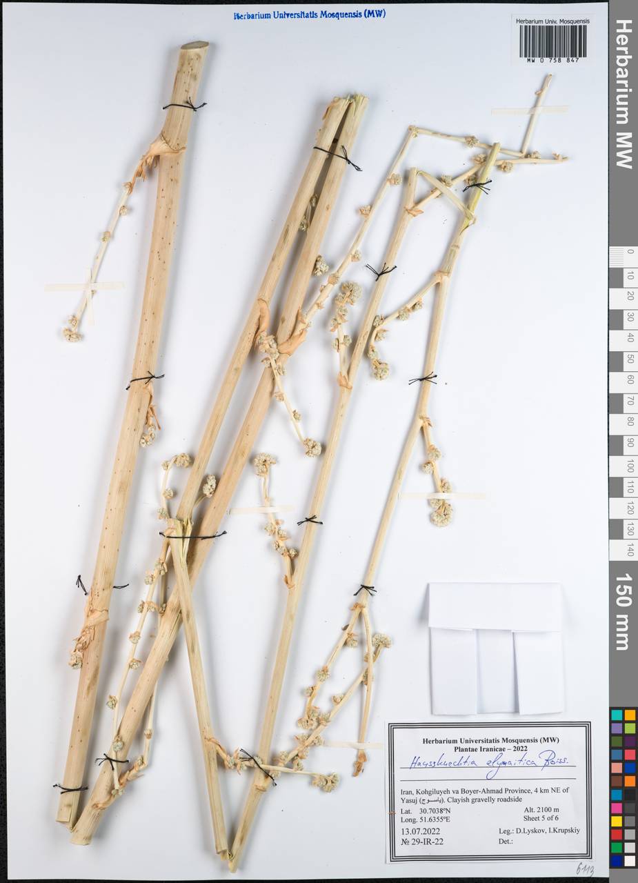 Haussknechtia elymaitica Boiss., South Asia, South Asia (Asia outside ex-Soviet states and Mongolia) (ASIA) (Iran)