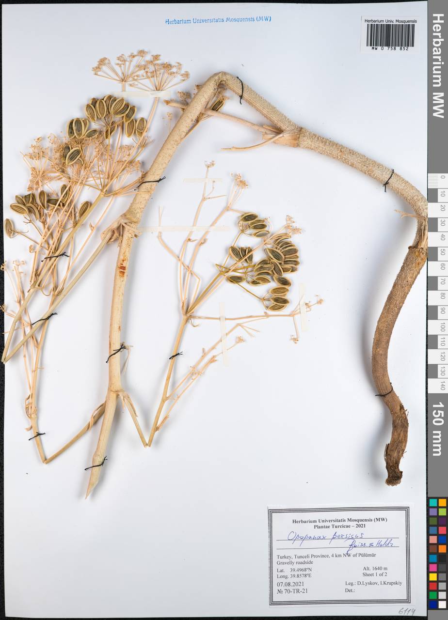 Opopanax persicus Boiss., South Asia, South Asia (Asia outside ex-Soviet states and Mongolia) (ASIA) (Turkey)