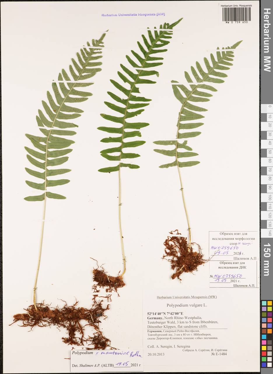 Polypodium ×mantoniae Rothm., Western Europe (EUR) (Germany)
