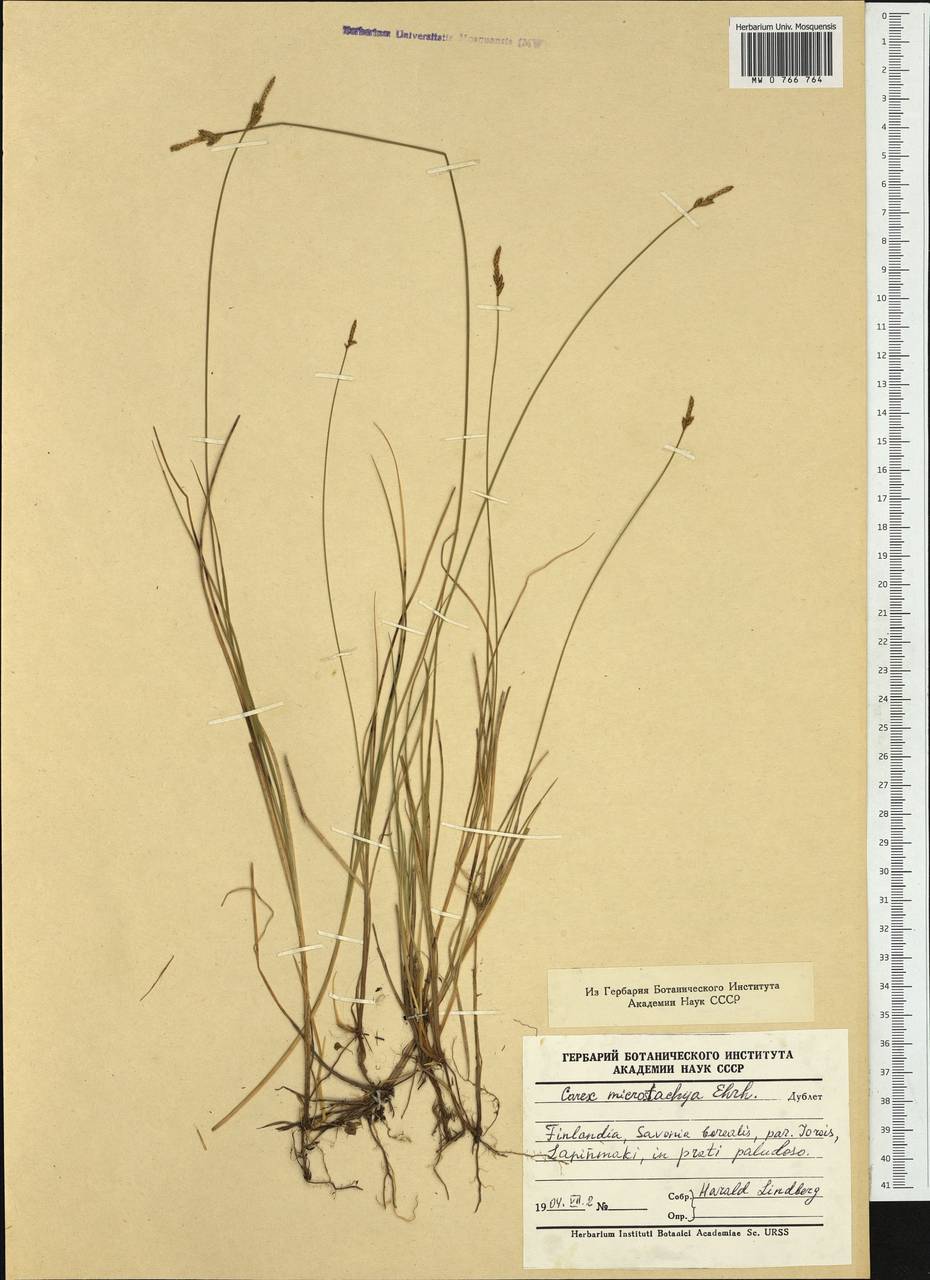 Carex × microstachya Ehrh., Western Europe (EUR) (Finland)