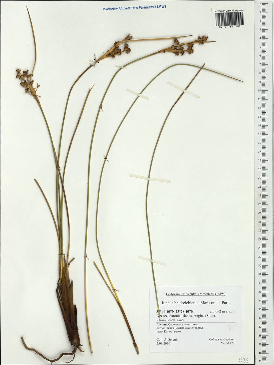 Juncus heldreichianus T.Marsson ex Parl., Western Europe (EUR) (Greece)
