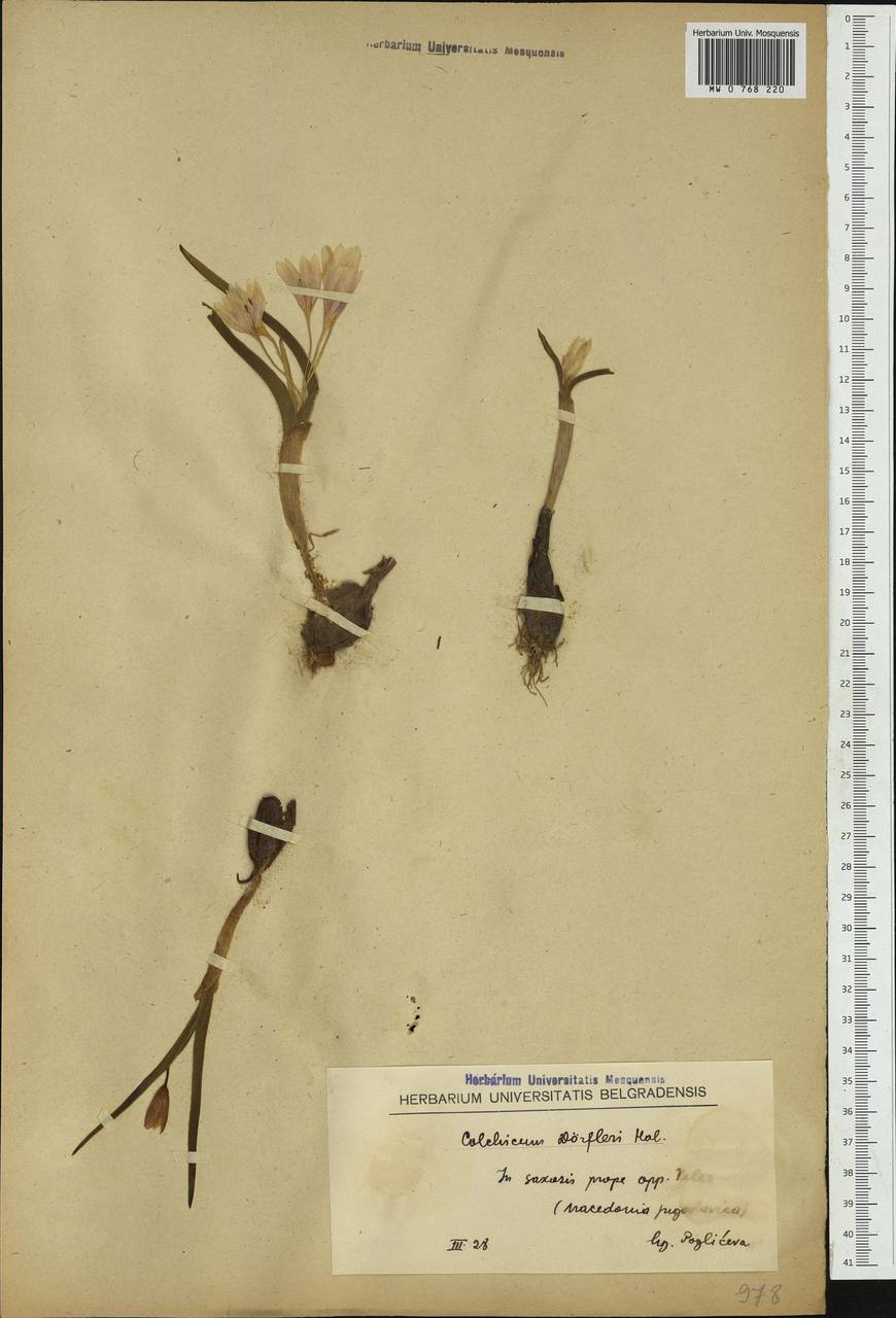 Colchicum doerfleri Halácsy, Western Europe (EUR) (North Macedonia)