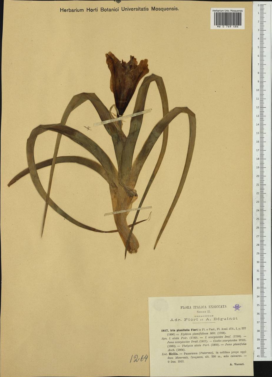 Iris planifolia (Mill.) T.Durand & Schinz, Western Europe (EUR) (Italy)