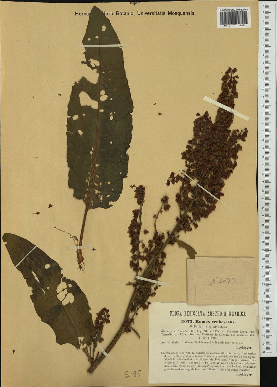 Rumex ×erubescens Simonk., Western Europe (EUR) (Austria)