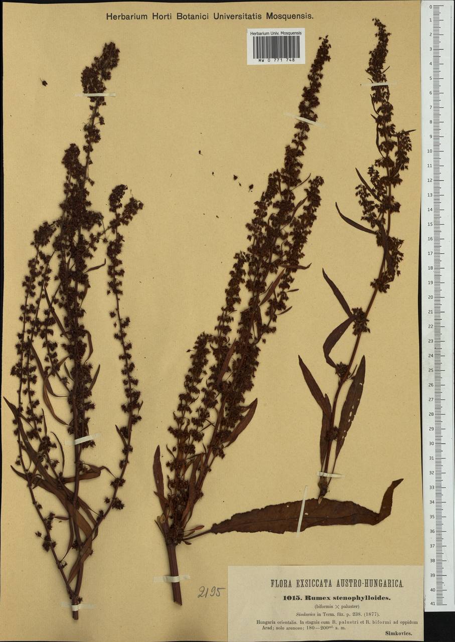 Rumex ×stenophylloides Simonk., Western Europe (EUR) (Hungary)