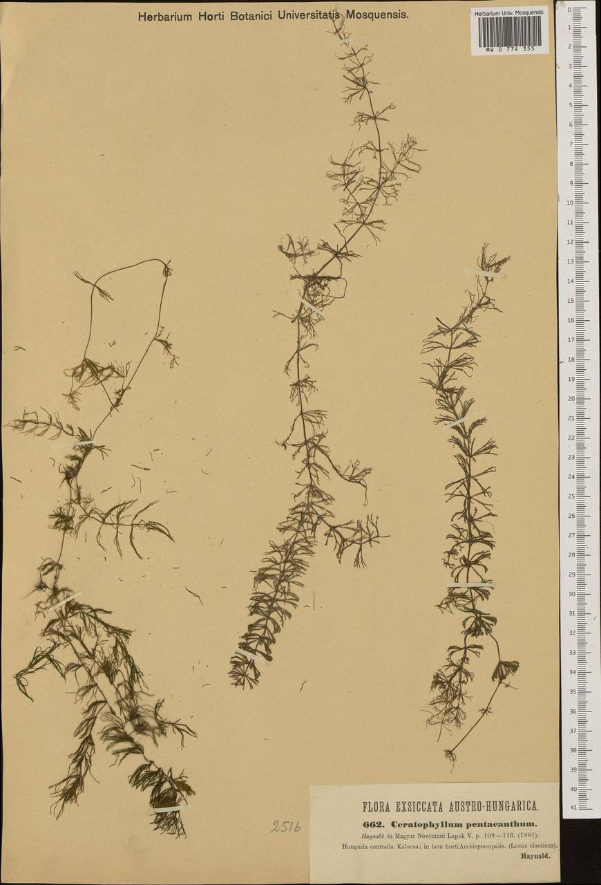 Ceratophyllum platyacanthum, Western Europe (EUR) (Hungary)