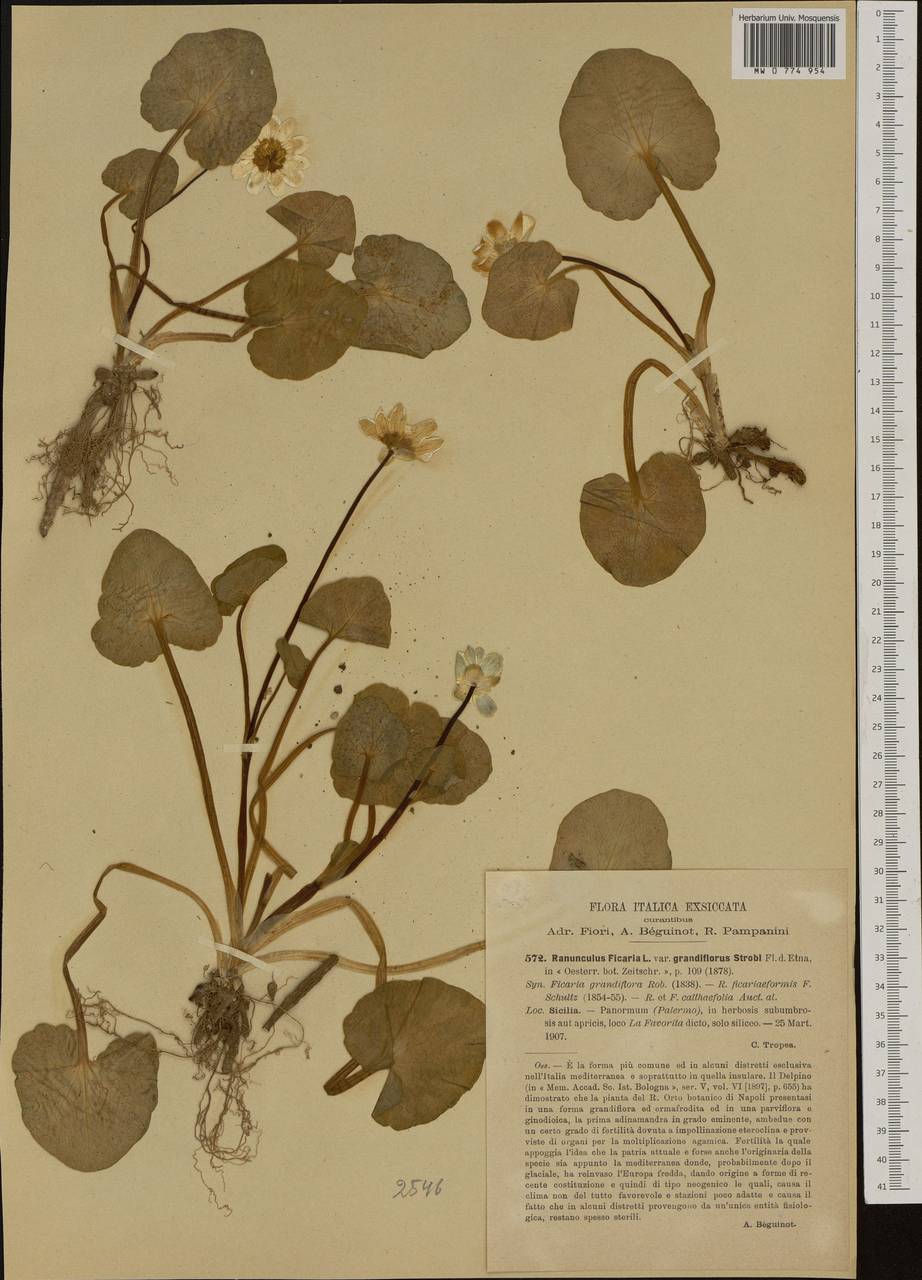 Ficaria grandiflora Robert, Western Europe (EUR) (Italy)
