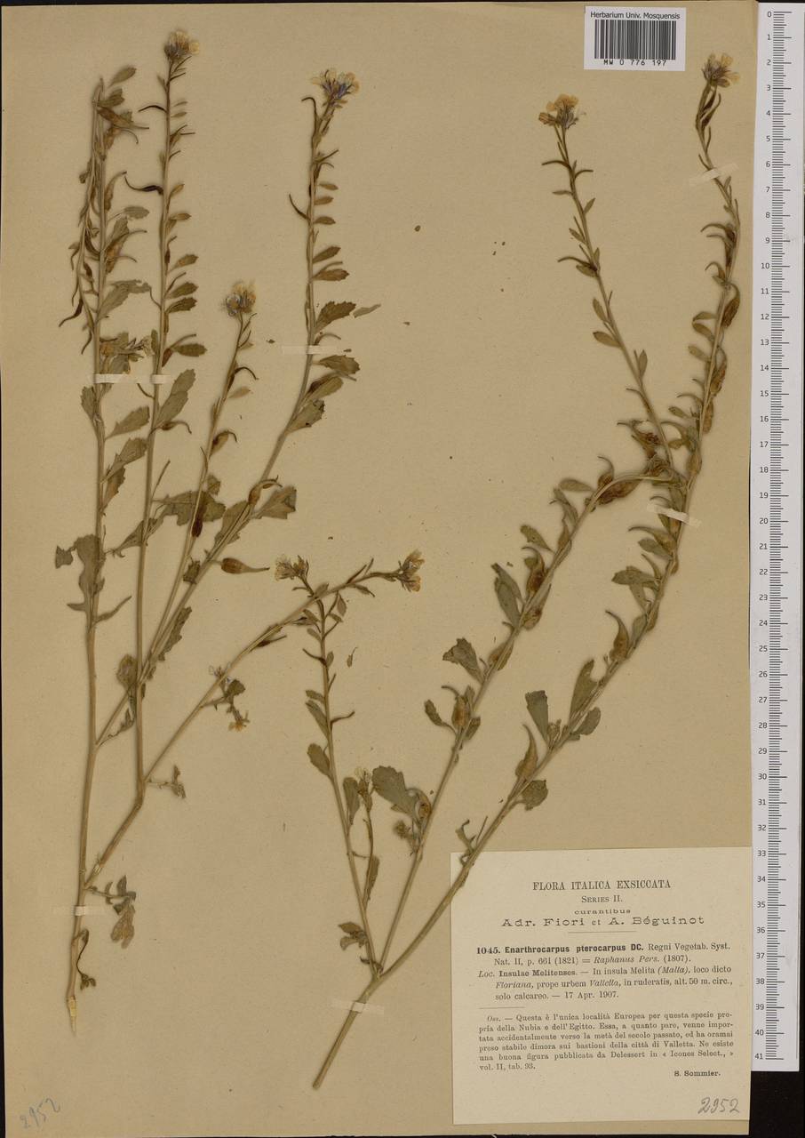 Enarthrocarpus pterocarpus (Pers.) DC., Western Europe (EUR) (Italy)