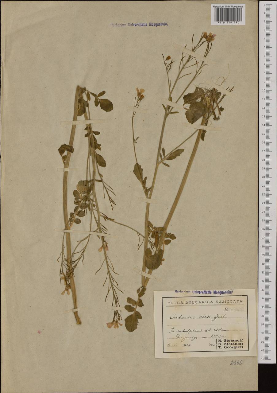 Cardamine acris Griseb., Western Europe (EUR) (Bulgaria)