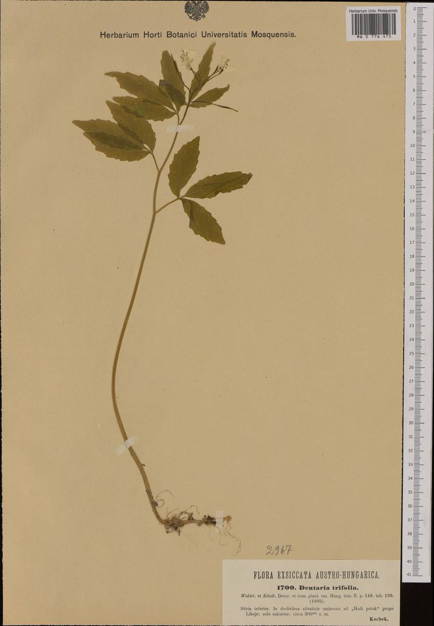 Cardamine waldsteinii Dyer, Western Europe (EUR) (Slovenia)