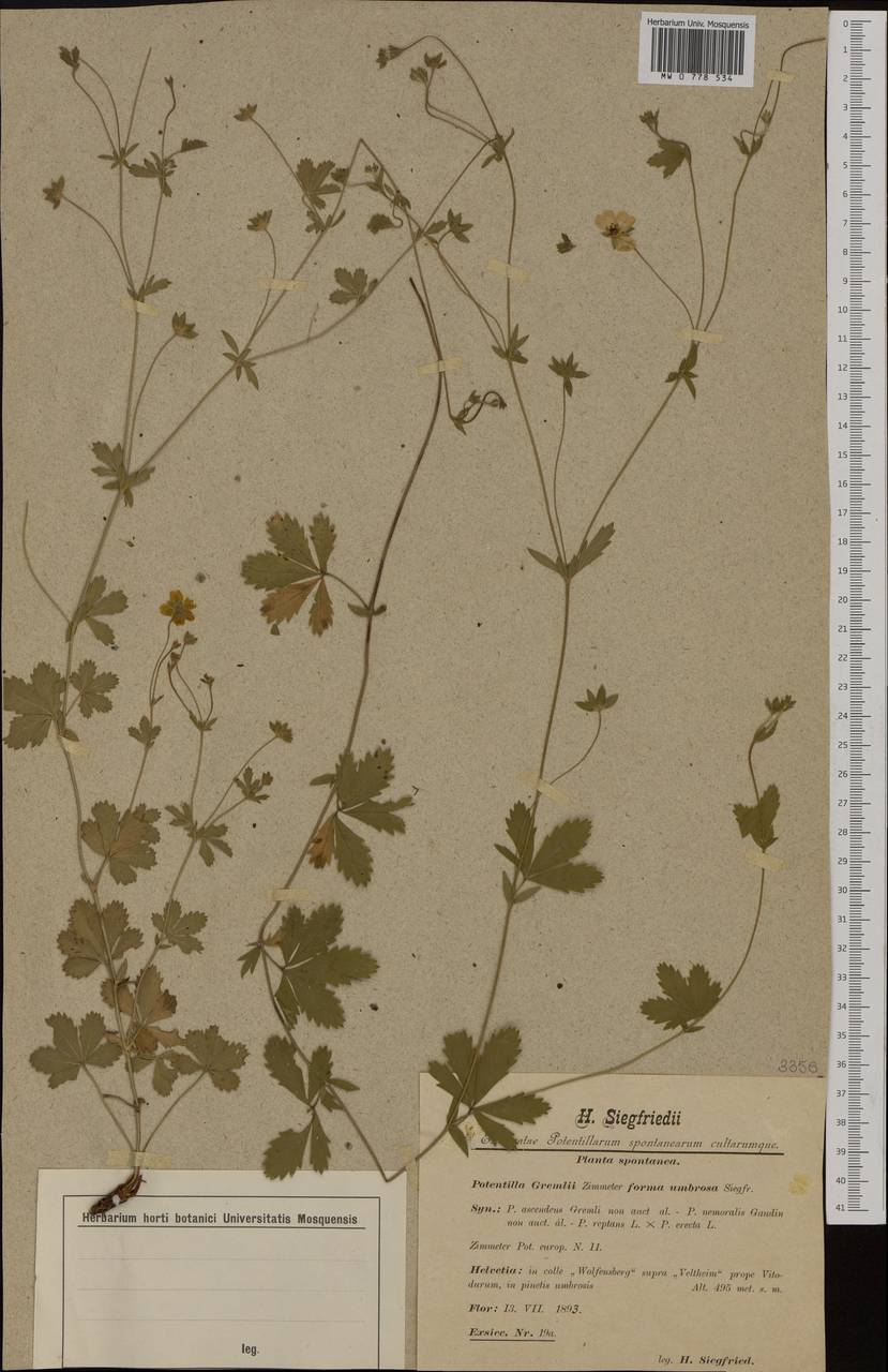 Potentilla ×italica Lehm., Western Europe (EUR) (Switzerland)