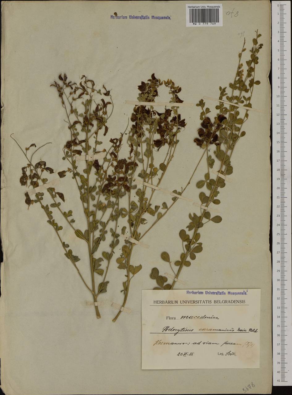 Podocytisus caramanicus Boiss. & Heldr., Western Europe (EUR) (North Macedonia)
