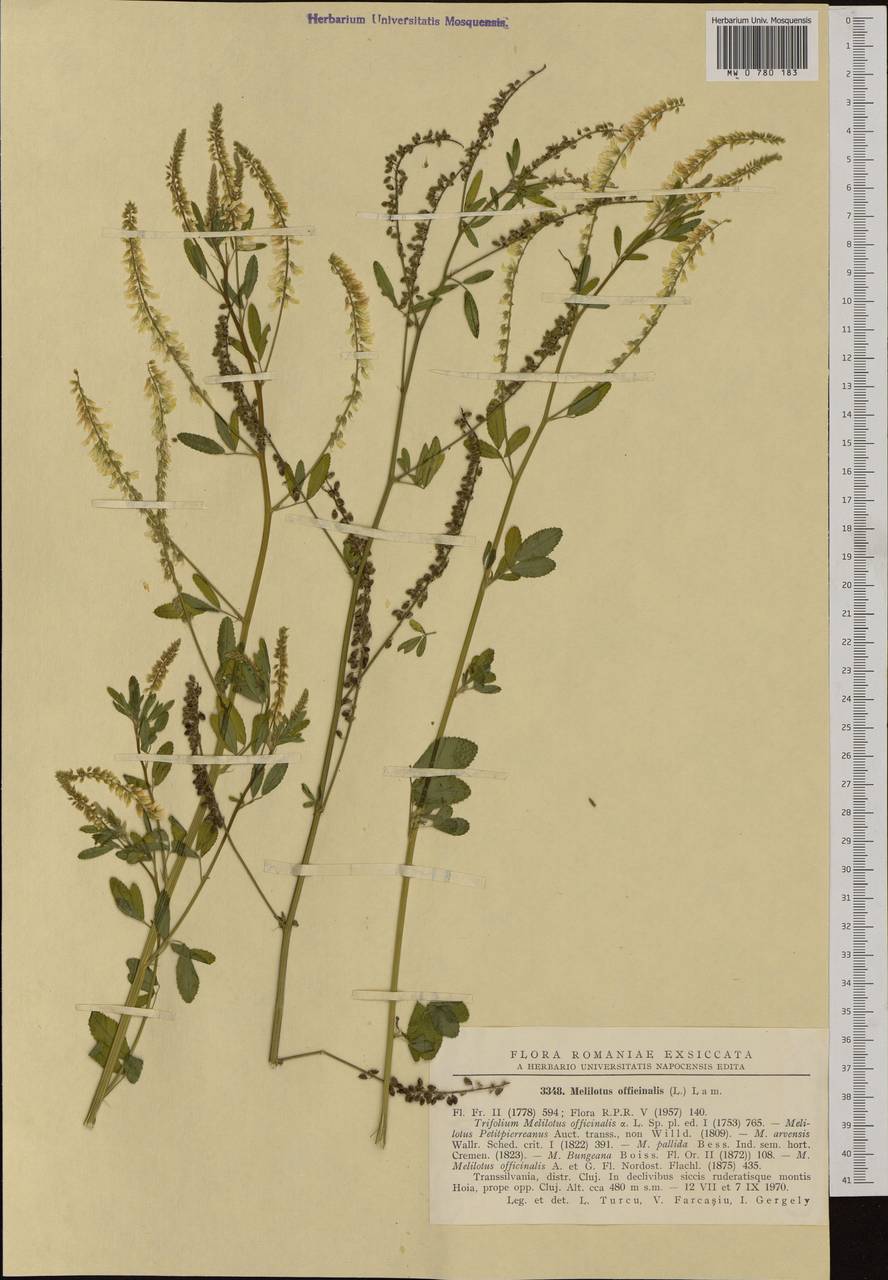 Melilotus officinalis (L.)Pall., Western Europe (EUR) (Romania)