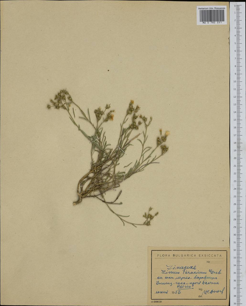 Linum thracicum, Western Europe (EUR) (Bulgaria)