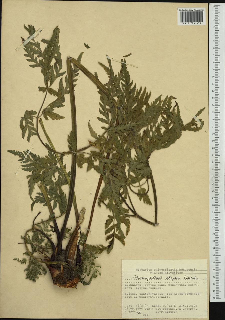 Chaerophyllum elegans Gaudin, Western Europe (EUR) (Switzerland)