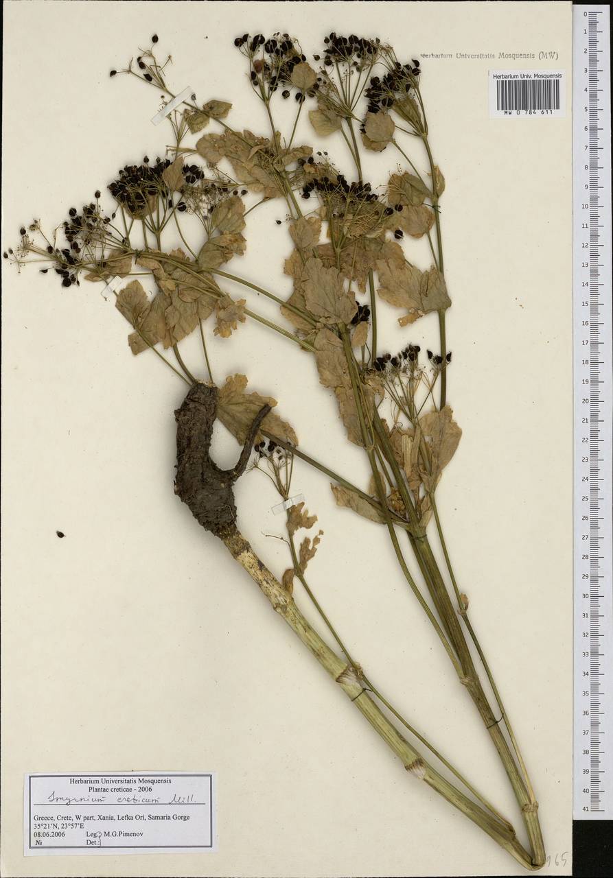 Smyrnium creticum Mill., Western Europe (EUR) (Greece)