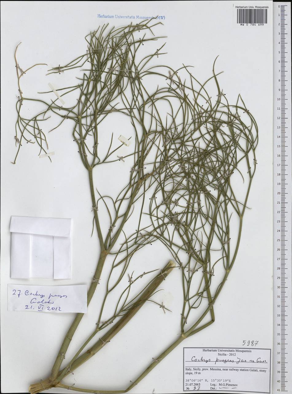 Cachrys pungens Jan ex Guss., Western Europe (EUR) (Italy)