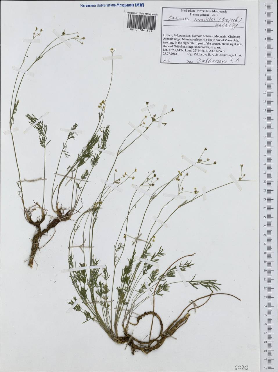 Carum meoides (Griseb.) Halácsy, Western Europe (EUR) (Greece)