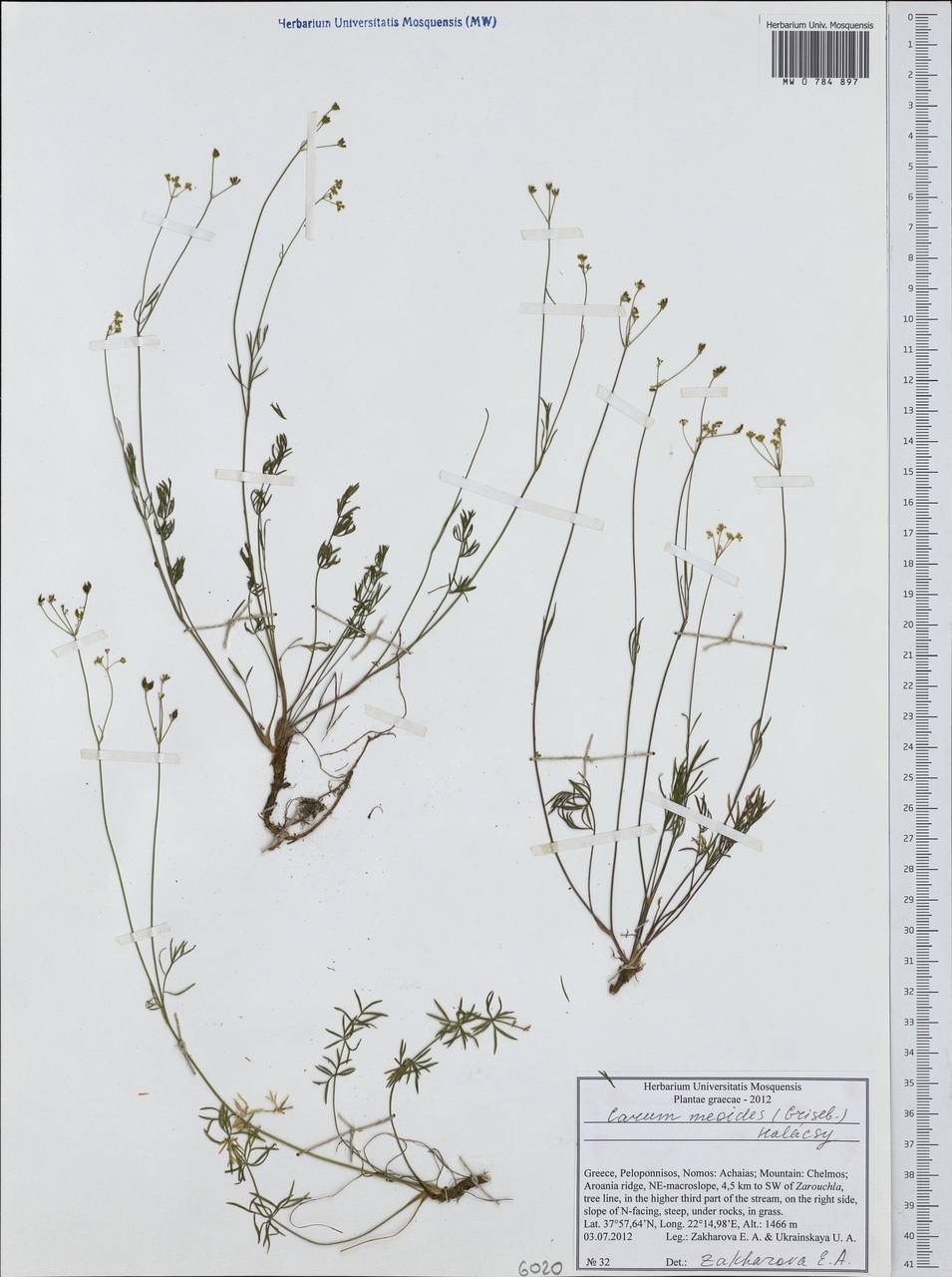 Carum meoides (Griseb.) Halácsy, Western Europe (EUR) (Greece)