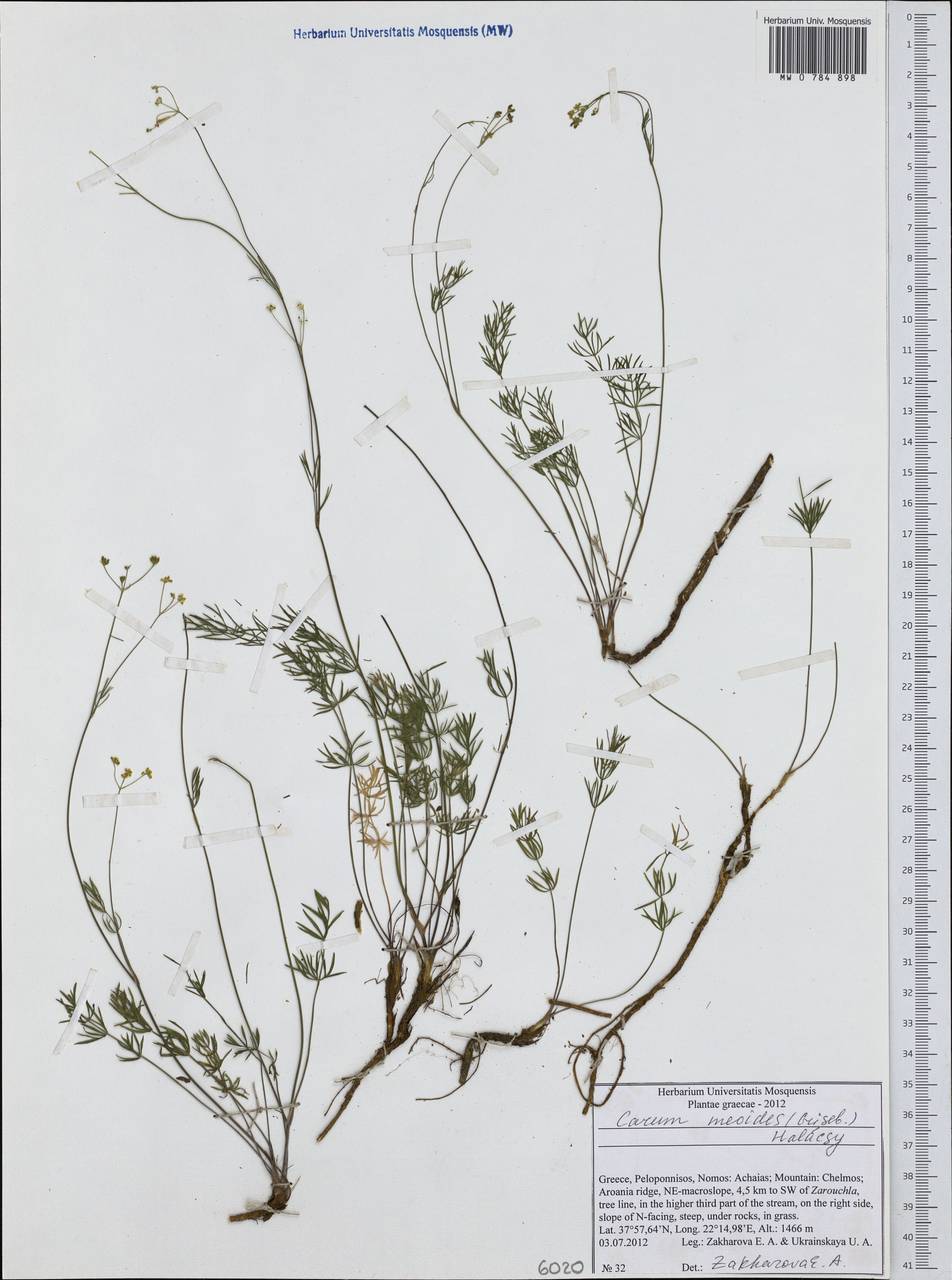 Carum meoides (Griseb.) Halácsy, Western Europe (EUR) (Greece)