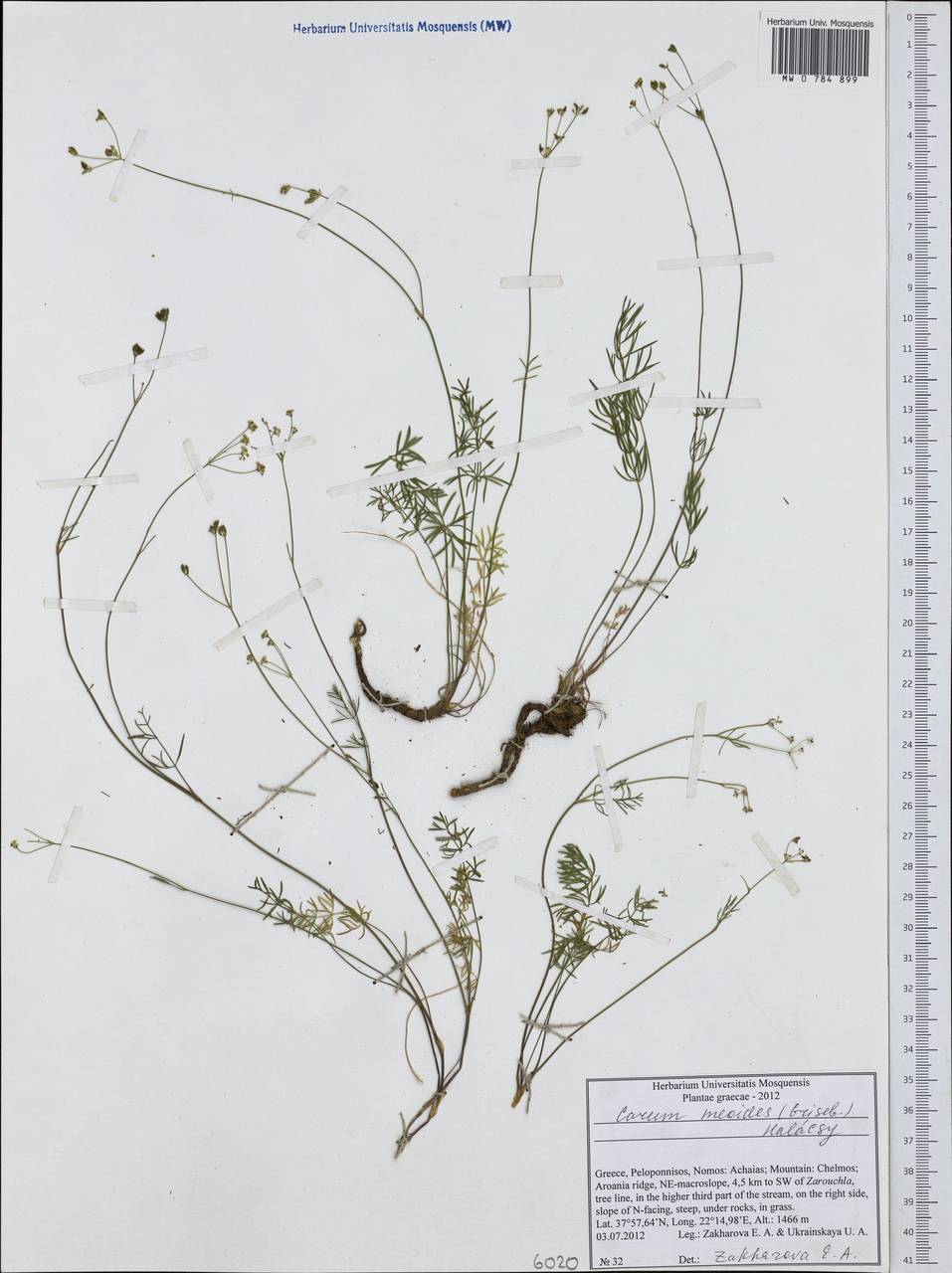 Carum meoides (Griseb.) Halácsy, Western Europe (EUR) (Greece)