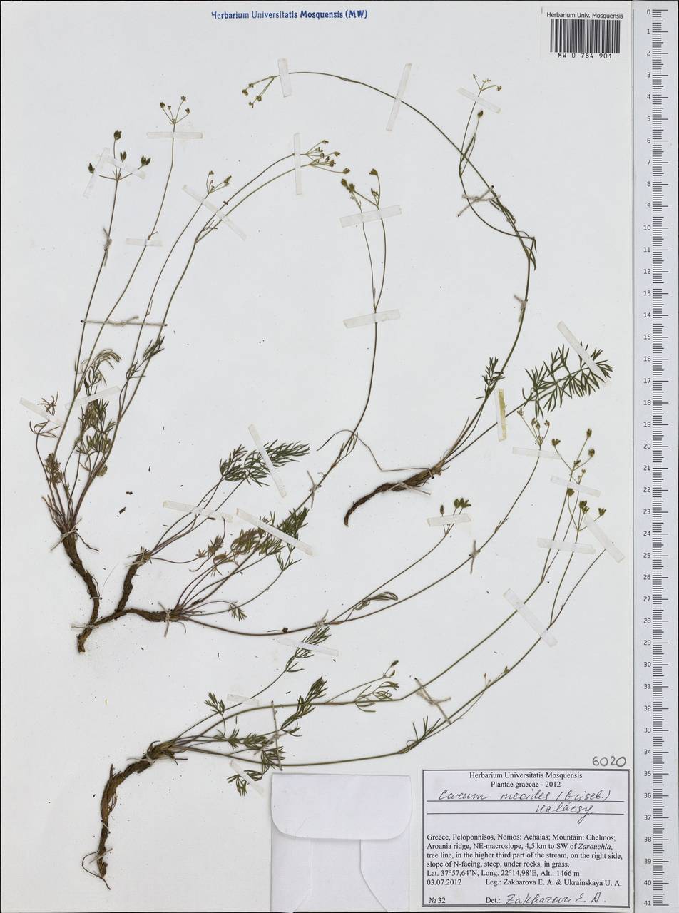 Carum meoides (Griseb.) Halácsy, Western Europe (EUR) (Greece)