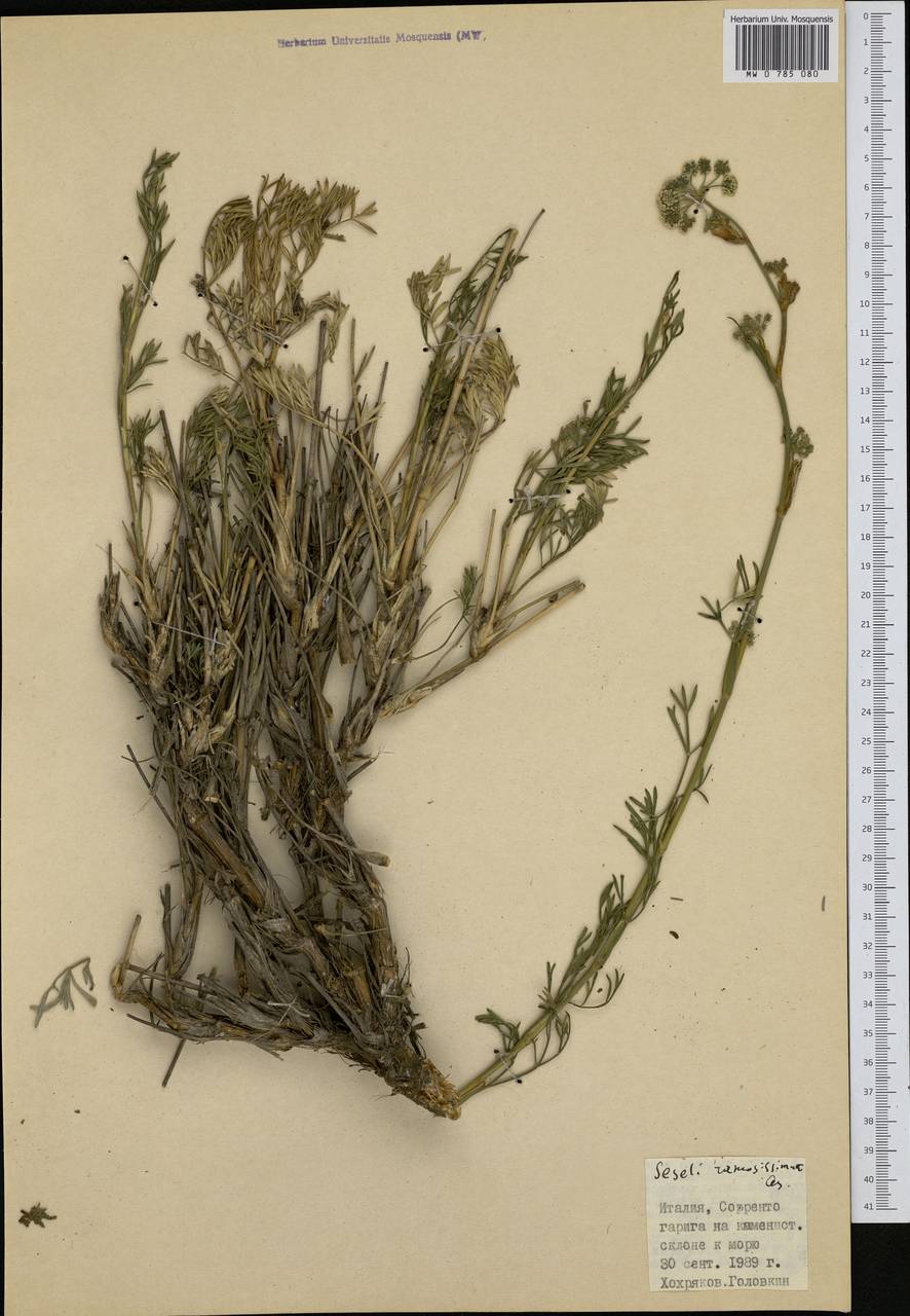 Seseli polyphyllum Ten., Western Europe (EUR) (Italy)