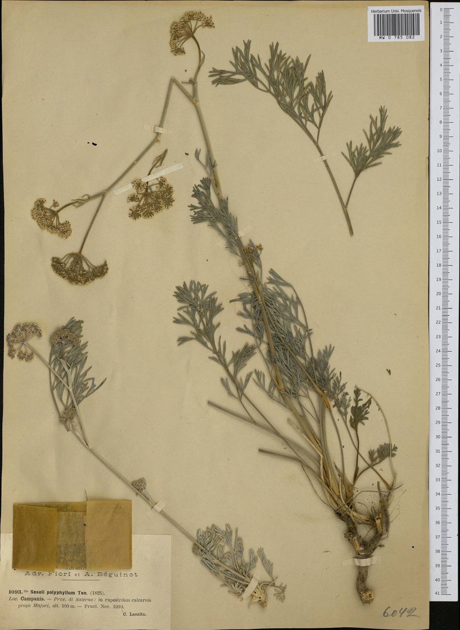 Seseli polyphyllum Ten., Western Europe (EUR) (Italy)