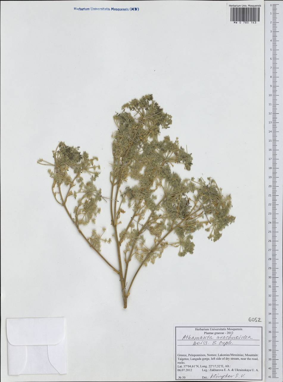 Bubon arachnoideum (Boiss. & Orph. ex Boiss.) Hand, Western Europe (EUR) (Greece)