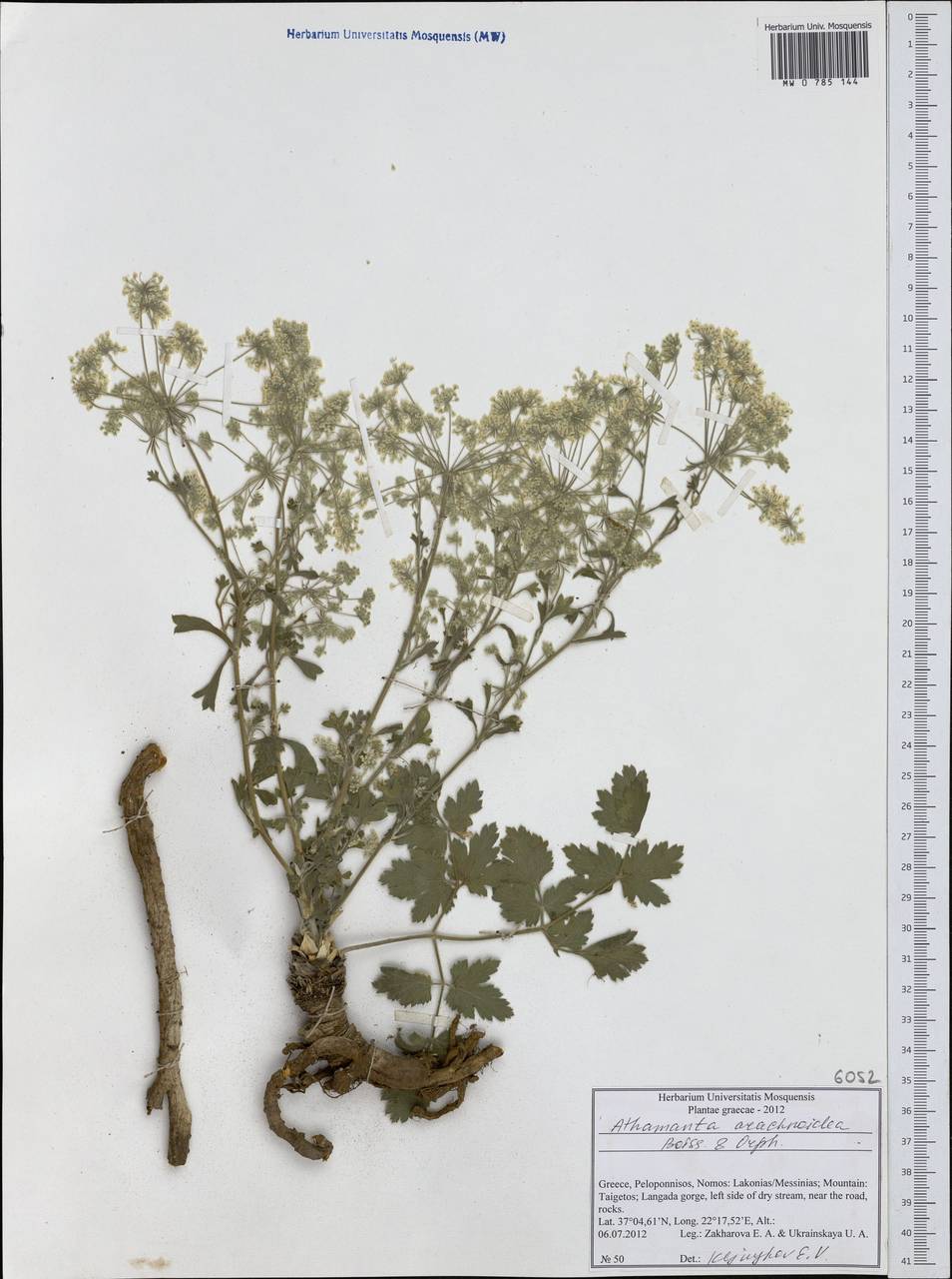 Bubon arachnoideum (Boiss. & Orph. ex Boiss.) Hand, Western Europe (EUR) (Greece)