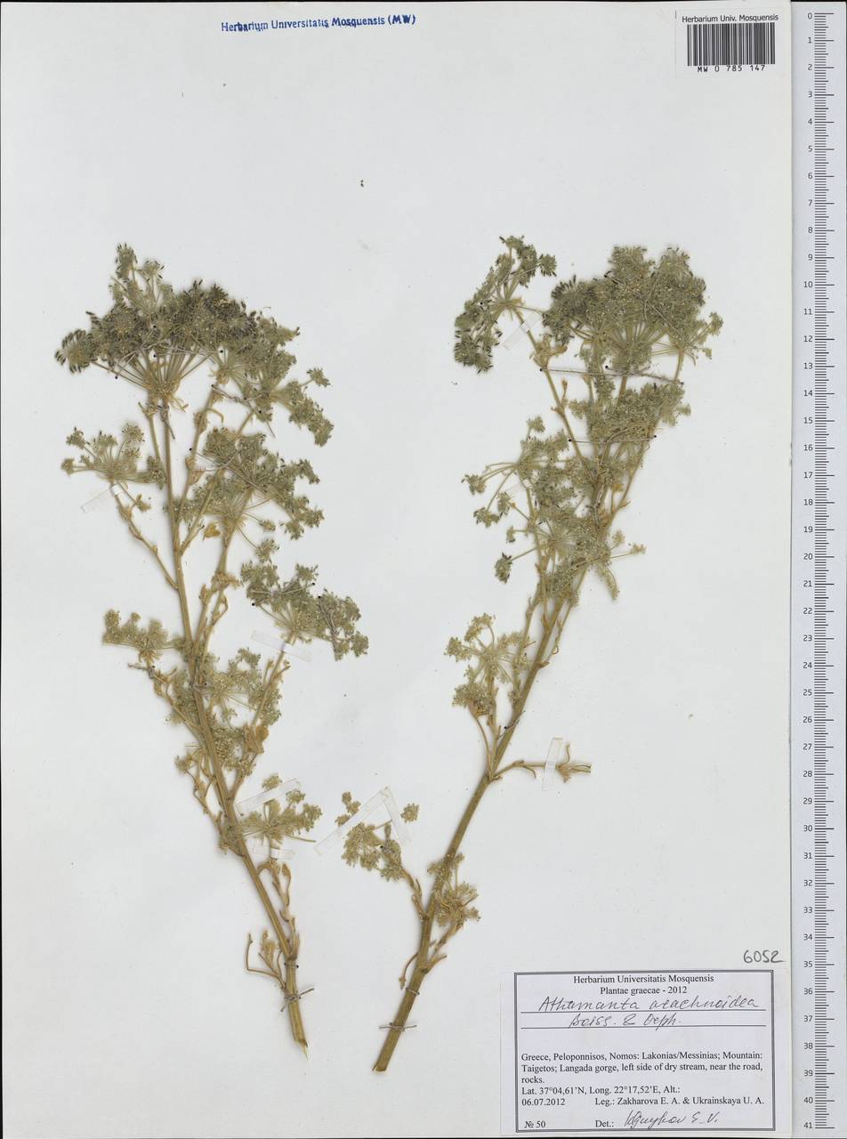 Bubon arachnoideum (Boiss. & Orph. ex Boiss.) Hand, Western Europe (EUR) (Greece)