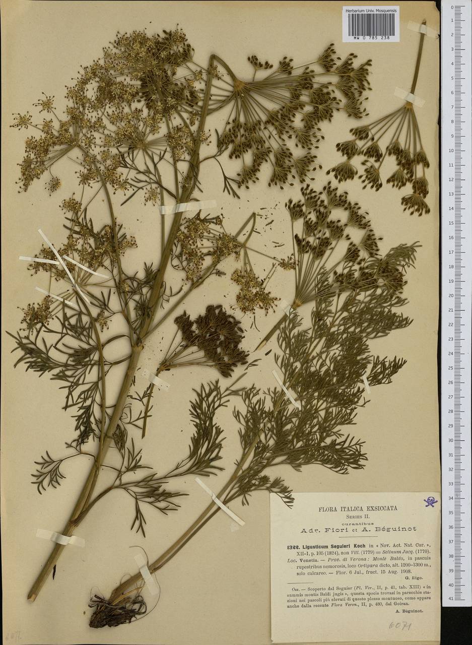 Coristospermum lucidum subsp. seguieri (Jacq.) Banfi & Bracchi, Western Europe (EUR) (Italy)