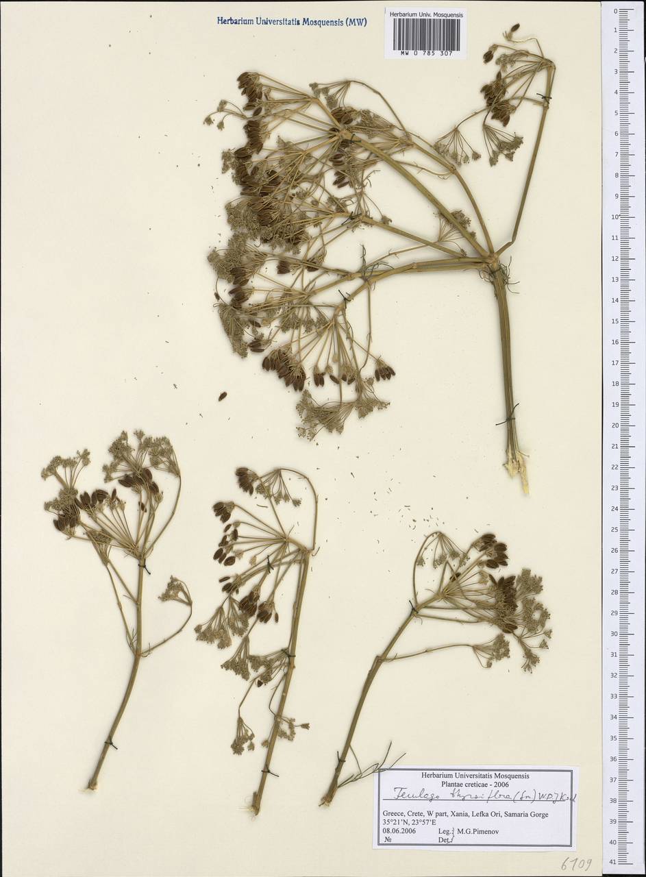 Ferulago thyrsiflora (Sm.) W. D. J. Koch, Western Europe (EUR) (Greece)