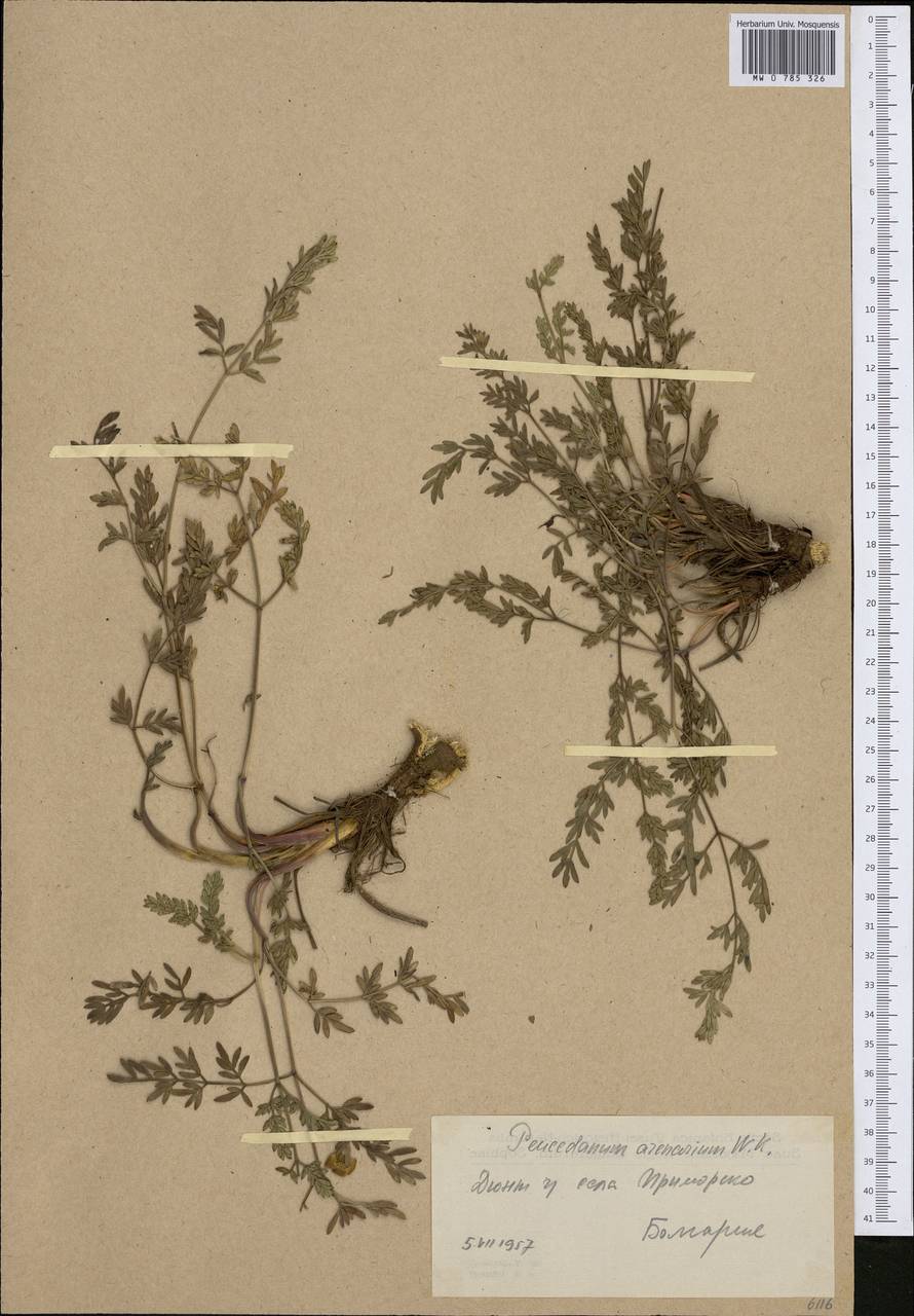 Taeniopetalum arenarium subsp. arenarium, Western Europe (EUR) (Bulgaria)