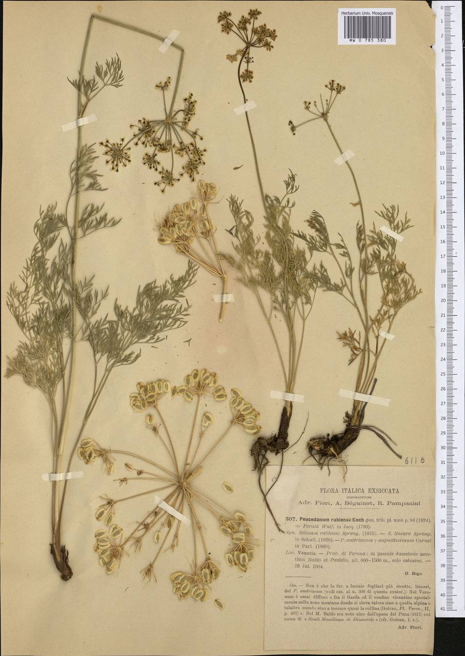 Pteroselinum austriacum (Jacq.) Rchb., Western Europe (EUR) (Italy)