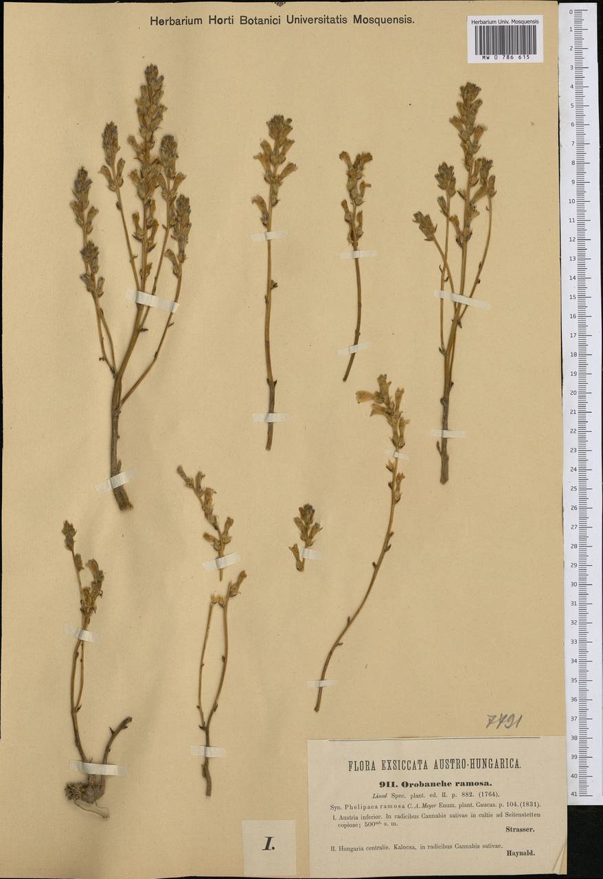 Phelipanche ramosa (L.) Pomel, Western Europe (EUR) (Austria)