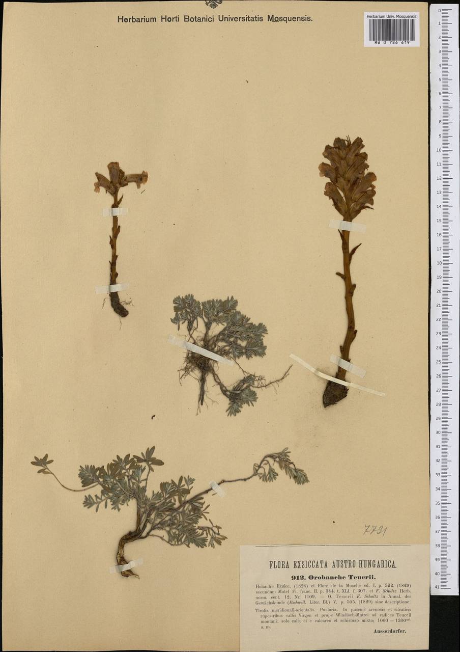 Orobanche teucrii Holandre, Western Europe (EUR) (Italy)