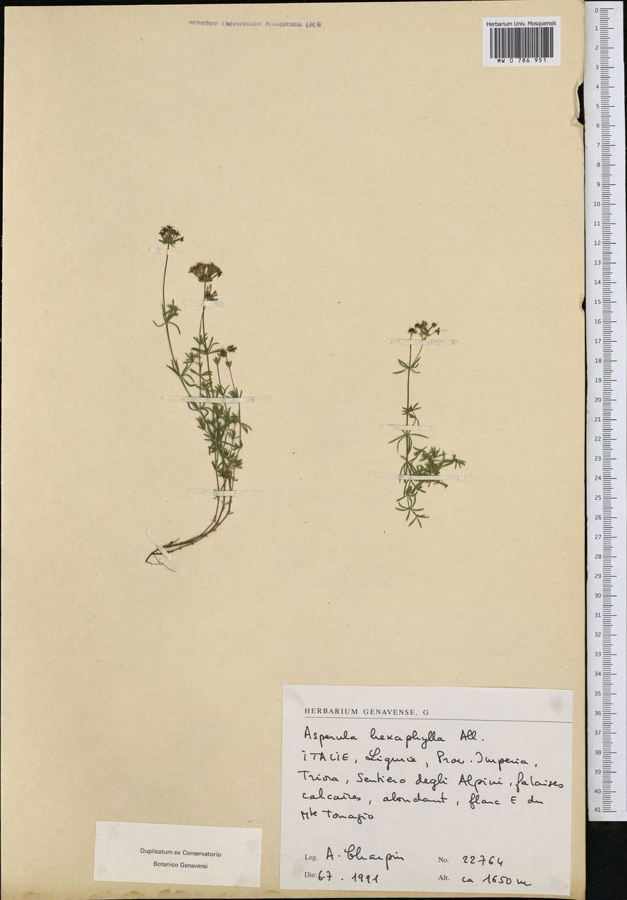 Asperula hexaphylla All., Western Europe (EUR) (Italy)